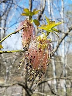 Acer negundo Acer negundo (Box Elder) staminate flowers on a small tree growing alongside an old railroad grade now used as a public recreational trail. Acer negundo,Box Elder,Geotagged,Spring,United States,flowers,maple,trail,tree