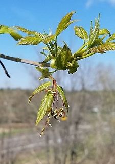 Acer negundo Acer negundo (Box Elder) pistillate flowers on a small tree growing alongside an old railroad grade now used as a public recreational trail. Acer negundo,Box Elder,Geotagged,Spring,United States,maple,trail,tree