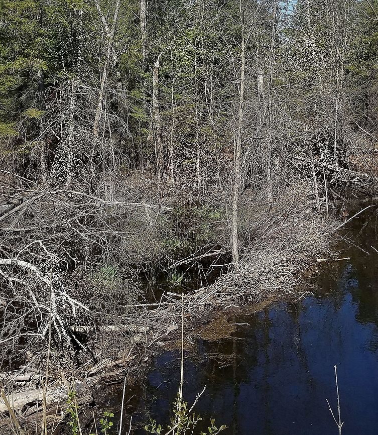 Beaver Dam A beaver dam built across a small stream (barely a footstep across) that flows in a ditch between an old railroad grade now used as a public recreational trail and a wooded area. The pond is much wider and deeper than the stream it blocks. Geotagged,Spring,United States,beaver dam,beavers,signs of wildlife,stream,trail