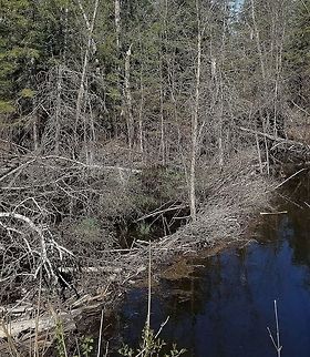 Beaver Dam A beaver dam built across a small stream (barely a footstep across) that flows in a ditch between an old railroad grade now used as a public recreational trail and a wooded area. The pond is much wider and deeper than the stream it blocks. Geotagged,Spring,United States,beaver dam,beavers,signs of wildlife,stream,trail