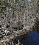 Beaver Dam A beaver dam built across a small stream (barely a footstep across) that flows in a ditch between an old railroad grade now used as a public recreational trail and a wooded area. The pond is much wider and deeper than the stream it blocks. Geotagged,Spring,United States,beaver dam,beavers,signs of wildlife,stream,trail