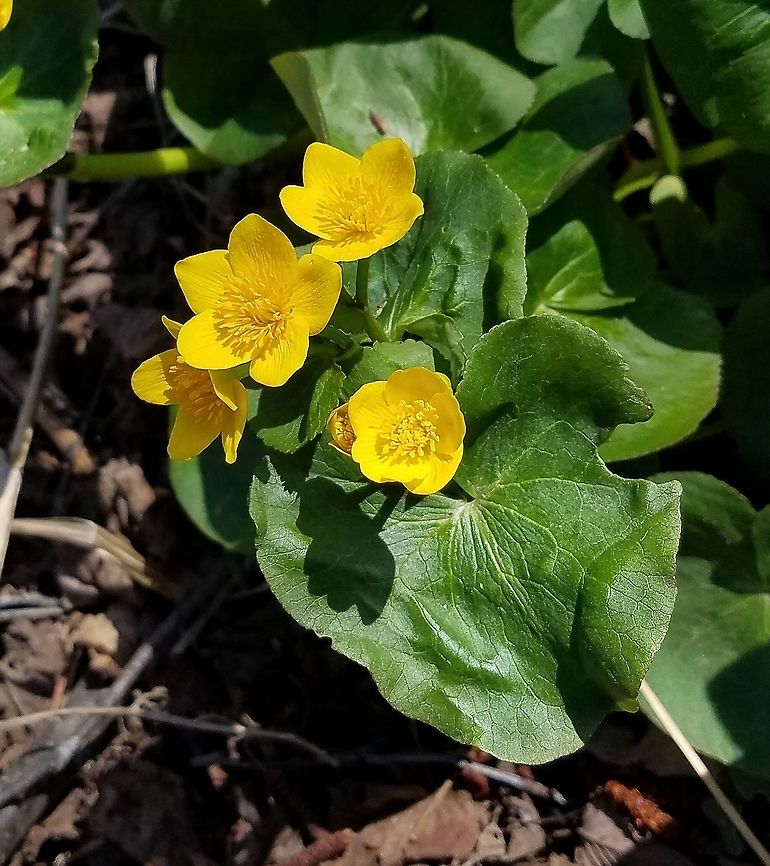 Caltha palustris Caltha palustris (Marsh Marigold) growing in a seepy area between an old railroad grade and the highway. Caltha palustris,Geotagged,Marsh-marigold,Spring,United States,marsh marigold