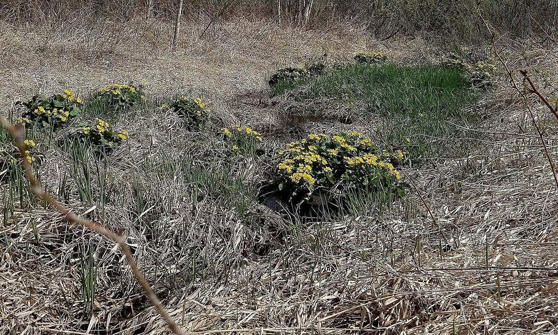 Caltha palustris Caltha palustris (Marsh Marigold) upstream from <br />
<br />
<figure class="photo"><a href="https://www.jungledragon.com/image/79128/beaver_dam.html" title="Beaver Dam"><img src="https://s3.amazonaws.com/media.jungledragon.com/images/3383/79128_thumb.jpg?AWSAccessKeyId=05GMT0V3GWVNE7GGM1R2&Expires=1767225610&Signature=Z8cPfY%2B%2Bx49OCiK3Htkj2awP7k4%3D" width="134" height="152" alt="Beaver Dam A beaver dam built across a small stream (barely a footstep across) that flows in a ditch between an old railroad grade now used as a public recreational trail and a wooded area. The pond is much wider and deeper than the stream it blocks. Geotagged,Spring,United States,beaver dam,beavers,signs of wildlife,stream,trail" /></a></figure> Caltha palustris,Geotagged,Marsh-marigold,Spring,United States,marsh marigold
