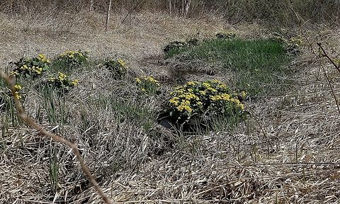 Caltha palustris Caltha palustris (Marsh Marigold) upstream from 

https://www.jungledragon.com/image/79128/beaver_dam.html Caltha palustris,Geotagged,Marsh-marigold,Spring,United States,marsh marigold