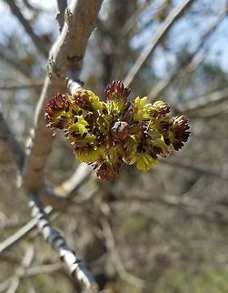 Fraxinus pennsylvanica Fraxinus pennsylvanica (Green Ash) staminate flowers on a small tree growing alongside old railroad grade now used as a public recreational trail. Fraxinus pennsylvanica,Geotagged,Spring,United States,flowers,green ash,trail,trees