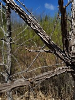 Quercus macrocarpa twig Corky winged bark of Quercus macrocarpa (Bur Oak) twigs. These outgrowths help to distinguish it from the similar Quercus alba (White Oak) which has smooth twigs. This was a very small tree growing alongside a former railroad grade now turned into a recreational trail. I've noticed that many of the Bur Oaks here are small with short branches densely covered in these corky outgrowths which are very different from the typical form. Bur oak,Geotagged,Quercus alba,Quercus macrocarpa,Spring,United States,bark,trail,tree,twig,white oak