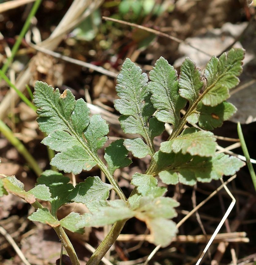 Sceptridium rugulosum Sceptridium rugulosum Geotagged,Rugulose Grapefern,Sceptridium rugulosum,Spring,United States