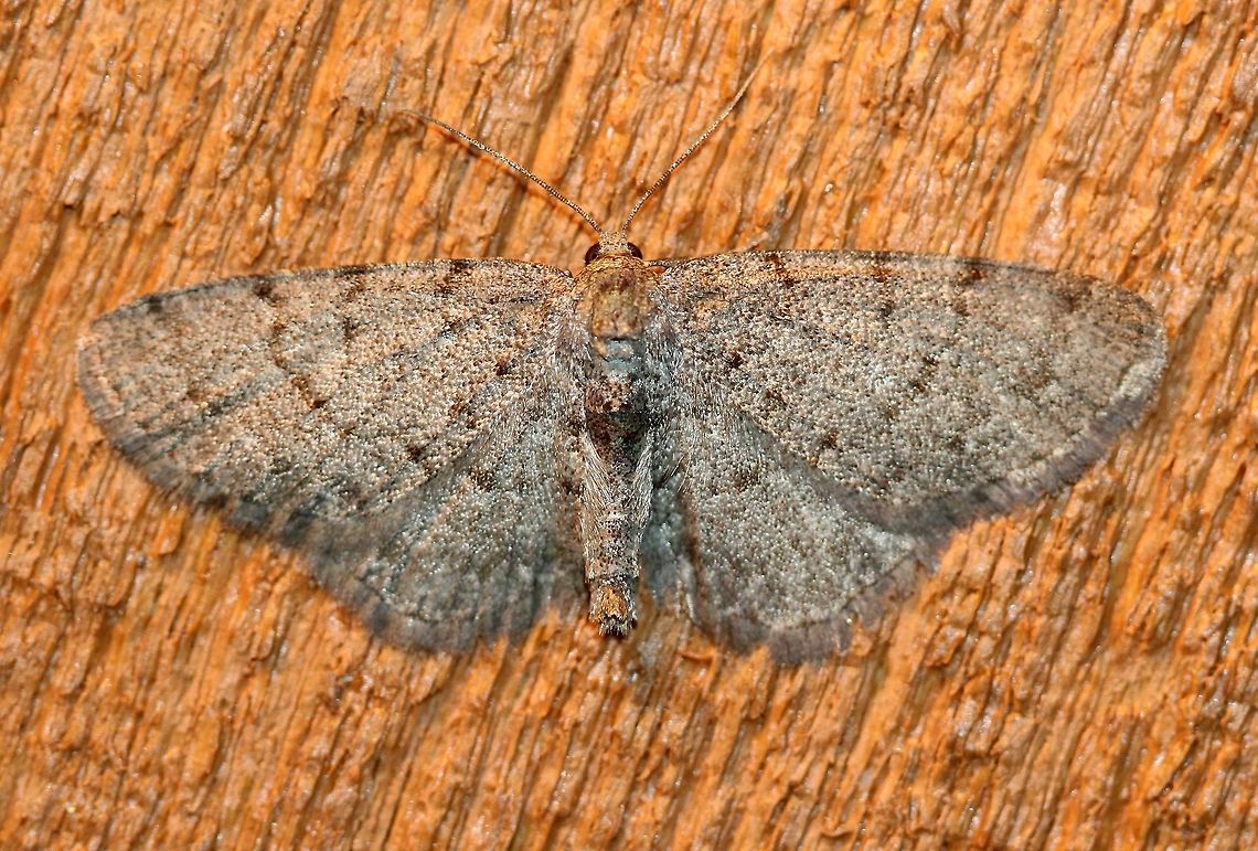 Aethalura intertexta This moth's appearance here is a month earlier than last year which fits in with the typical flight period for this species. Aethalura intertexta,Geotagged,Spring,United States,insect,lepidoptera,moth