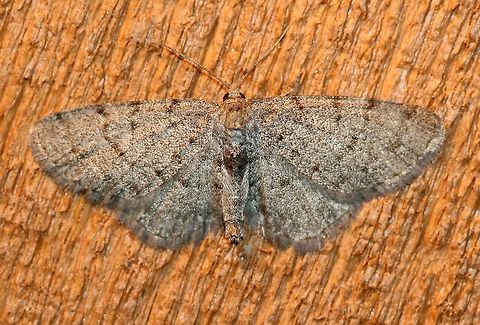 Aethalura intertexta This moth's appearance here is a month earlier than last year which fits in with the typical flight period for this species. Aethalura intertexta,Geotagged,Spring,United States,insect,lepidoptera,moth