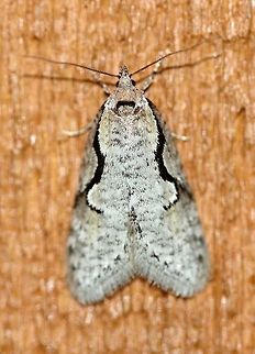 Semioscopis packardella  Geotagged,Packard's concealer moth,Semioscopis packardella,Spring,United States,insect,lepidoptera,moth