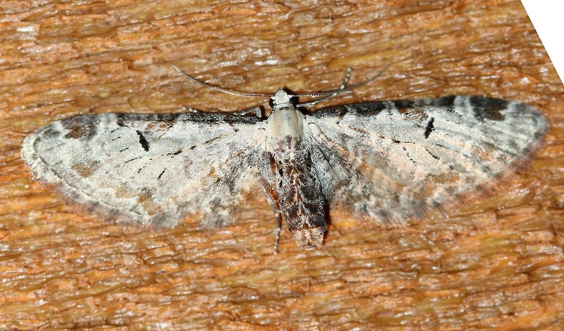 Eupithecia ravocostaliata Attracted to an incandescent porch light. Temperature about 48 degrees F, clear skies, calm winds. Eupithecia ravocostaliata,Geotagged,Spring,United States,geometridae,insect,lepidoptera,moth,pug moth,tawny pug moth