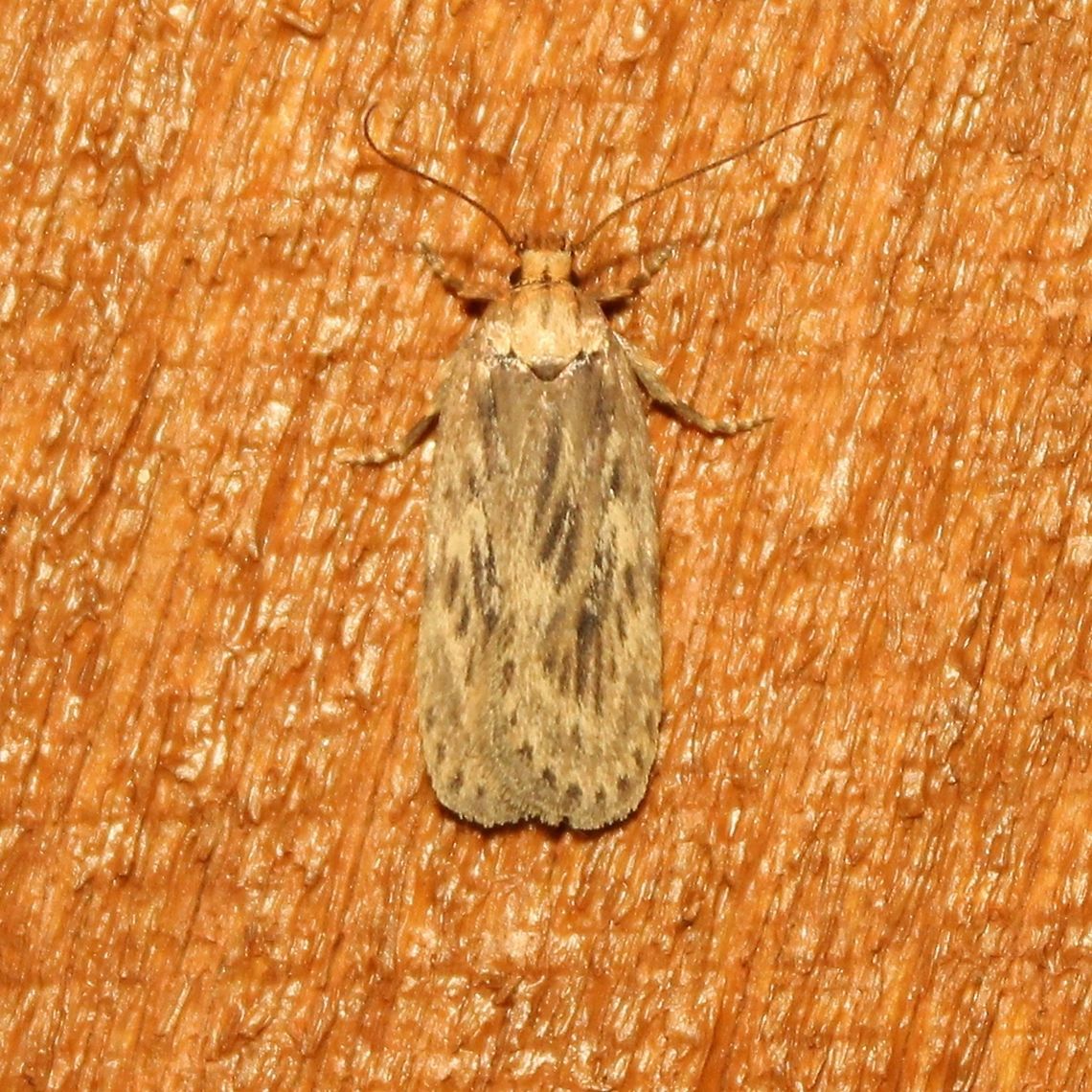 Depressaria radiella Also known as Depressaria pastinacella. Larvae feed on the flowers of Parsnips (Pastinaca sativa) and other related plants rich in toxic furanocoumarins such as Cow Parsnip (Heracleum spp.). Depressaria pastinacella,Depressaria radiella,Fall,Geotagged,Heracleum,Pastinaca sativa,United States,furanocoumarins,insect,lepidoptera,moth,parsnips