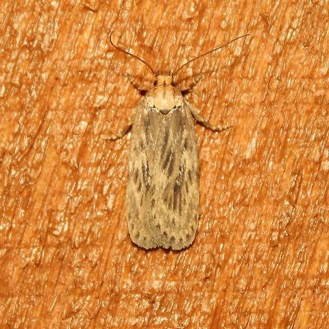 Depressaria radiella Also known as Depressaria pastinacella. Larvae feed on the flowers of Parsnips (Pastinaca sativa) and other related plants rich in toxic furanocoumarins such as Cow Parsnip (Heracleum spp.). Depressaria pastinacella,Depressaria radiella,Fall,Geotagged,Heracleum,Pastinaca sativa,United States,furanocoumarins,insect,lepidoptera,moth,parsnips