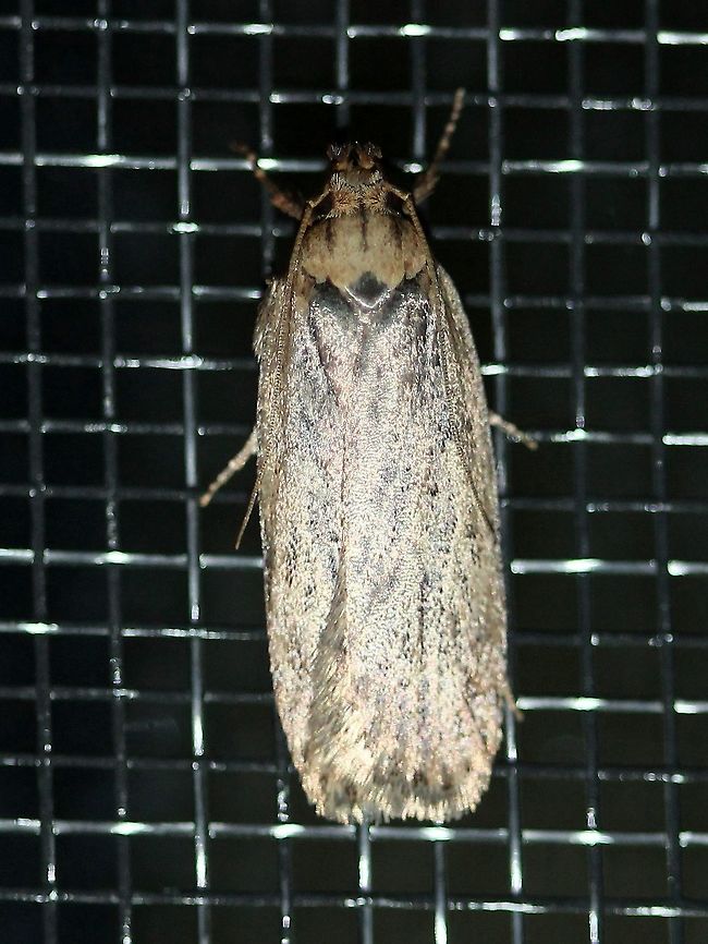 Depressaria radiella Also known as Depressaria pastinacella. Larvae feed on the flowers of Parsnips (Pastinaca sativa) and other related plants rich in toxic furanocoumarins such as Cow Parsnip (Heracleum spp.). Depressaria pastinacella,Depressaria radiella,Fall,Geotagged,Heracleum,Pastinaca sativa,United States,furanocoumarins,insect,lepidoptera,moth,parsnips