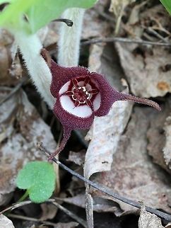 Asarum canadense Asarum canadense flower tipped upwards to show details of the stigma and stamens. Asarum canadense,Canada wild ginger,Geotagged,Spring,United States,flower,wild ginger