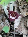 Asarum canadense Asarum canadense flower tipped upwards to show details of the stigma and stamens. Asarum canadense,Canada wild ginger,Geotagged,Spring,United States,flower,wild ginger