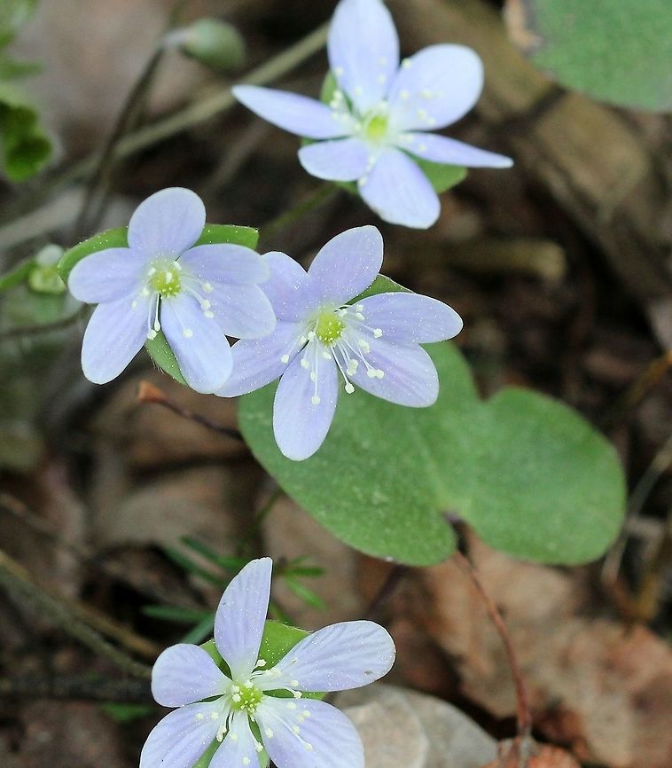 Hepatica nobilis var. obtusa (Anemone americana) The rounded tips of the leaf&#039;s lobes distinguish this variety from var. acuta. Hepatica nobilis var. obtusa is also known as Anemone americana while Hepatica nobilis var. acuta is known as Anemone acutiloba. Flowers can vary from white to blue to rarely pinkish. This is, so far, the only bluish-colored flower in a population that is white-flowered. Anemone americana,Geotagged,Hepatica nobilis,Hepatica nobilis var. obtusa,Round-lobed Hepatica,Spring,United States,flower