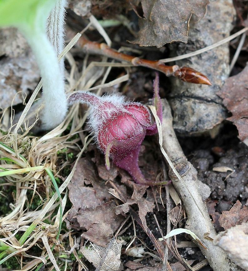 Asarum canadense Asarum canadense flower in its typical position held horizontally to the ground. Asarum canadense,Canada wild ginger,Geotagged,Spring,United States,flower,wild ginger