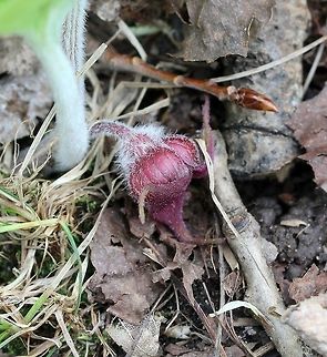 Asarum canadense Asarum canadense flower in its typical position held horizontally to the ground. Asarum canadense,Canada wild ginger,Geotagged,Spring,United States,flower,wild ginger