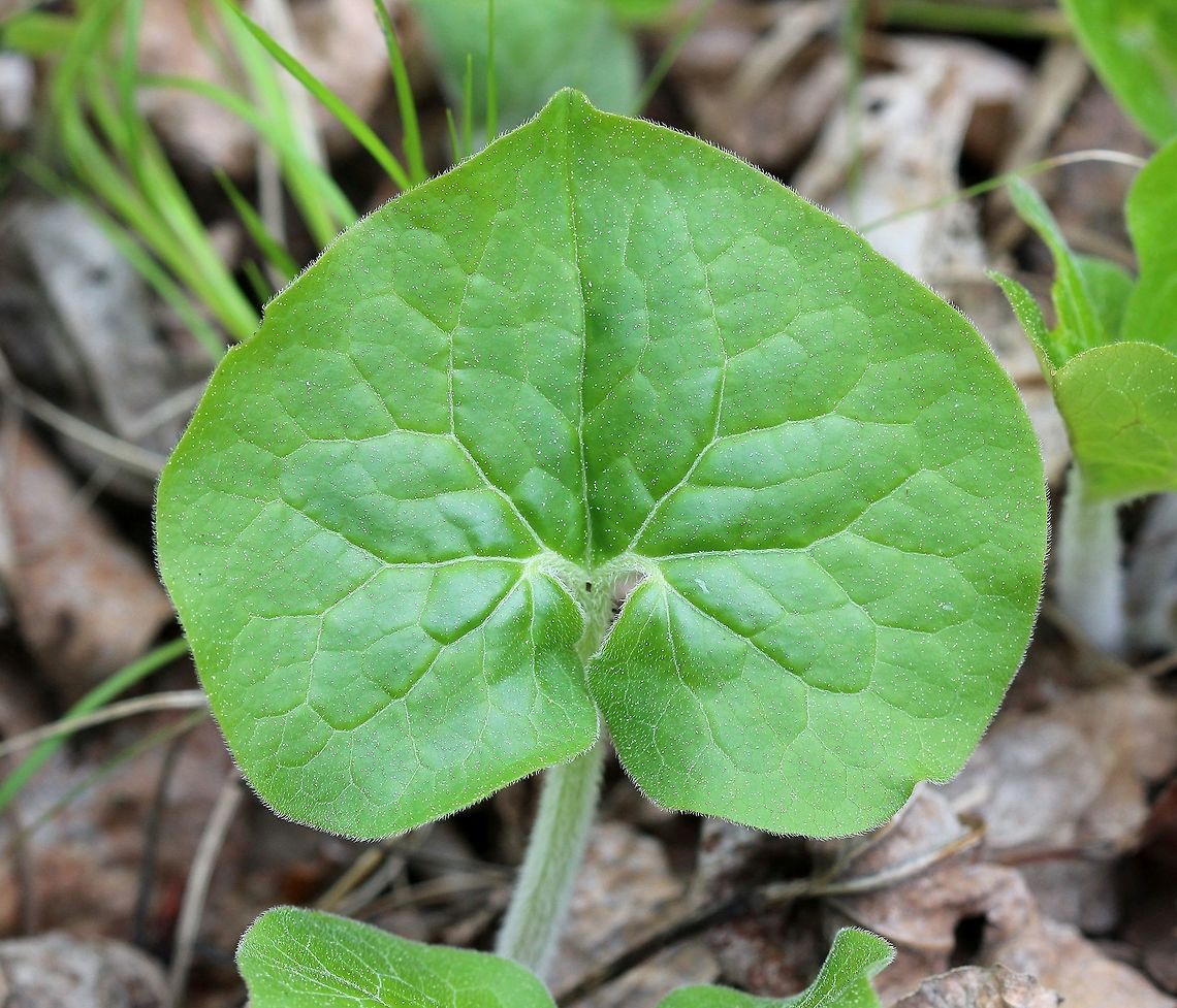 Asarum canadense Asarum canadense leaf.<br />
<br />
<figure class="photo"><a href="https://www.jungledragon.com/image/79398/asarum_canadense.html" title="Asarum canadense"><img src="https://s3.amazonaws.com/media.jungledragon.com/images/3383/79398_thumb.JPG?AWSAccessKeyId=05GMT0V3GWVNE7GGM1R2&Expires=1759968010&Signature=NWFLuPGNkmp5mZMoe5YEKy35%2BAw%3D" width="116" height="152" alt="Asarum canadense Asarum canadense flower tipped upwards to show details of the stigma and stamens. Asarum canadense,Canada wild ginger,Geotagged,Spring,United States,flower,wild ginger" /></a></figure><br />
<br />
<figure class="photo"><a href="https://www.jungledragon.com/image/79400/asarum_canadense.html" title="Asarum canadense"><img src="https://s3.amazonaws.com/media.jungledragon.com/images/3383/79400_thumb.JPG?AWSAccessKeyId=05GMT0V3GWVNE7GGM1R2&Expires=1759968010&Signature=VrFEjrmCWkRLRo%2BLUuS%2FmZTMxFE%3D" width="140" height="152" alt="Asarum canadense Asarum canadense flower in its typical position held horizontally to the ground. Asarum canadense,Canada wild ginger,Geotagged,Spring,United States,flower,wild ginger" /></a></figure> Asarum canadense,Canada wild ginger,Geotagged,Spring,United States,leaf