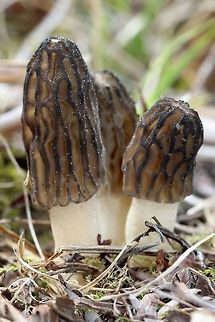 Morchella sp. Height including stem for the dozen individuals seen ranged between 2 and 3 cm. Could be Morchella elata or Morchella angusticeps. White specks on the cap are tree pollen grains. Geotagged,Morchella,Morchella angusticeps,Morchella elata,Spring,United States,fungus,morel,mushroom