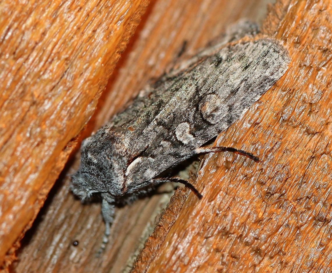 Lithophane pexata (Plush-naped Pinion) <a href="http://mothphotographersgroup.msstate.edu/species.php?hodges=9922" rel="nofollow">http://mothphotographersgroup.msstate.edu/species.php?hodges=9922</a> Geotagged,Lepidoptera,Lithophane,Lithophane pexata,Noctuid,Noctuidae,Noctuinae,Noctuoidea,Plush-naped Pinion,Spring,United States,Xylenina,Xylenini,insect,moth
