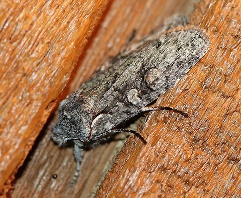 Lithophane pexata (Plush-naped Pinion) http://mothphotographersgroup.msstate.edu/species.php?hodges=9922 Geotagged,Lepidoptera,Lithophane,Lithophane pexata,Noctuid,Noctuidae,Noctuinae,Noctuoidea,Plush-naped Pinion,Spring,United States,Xylenina,Xylenini,insect,moth