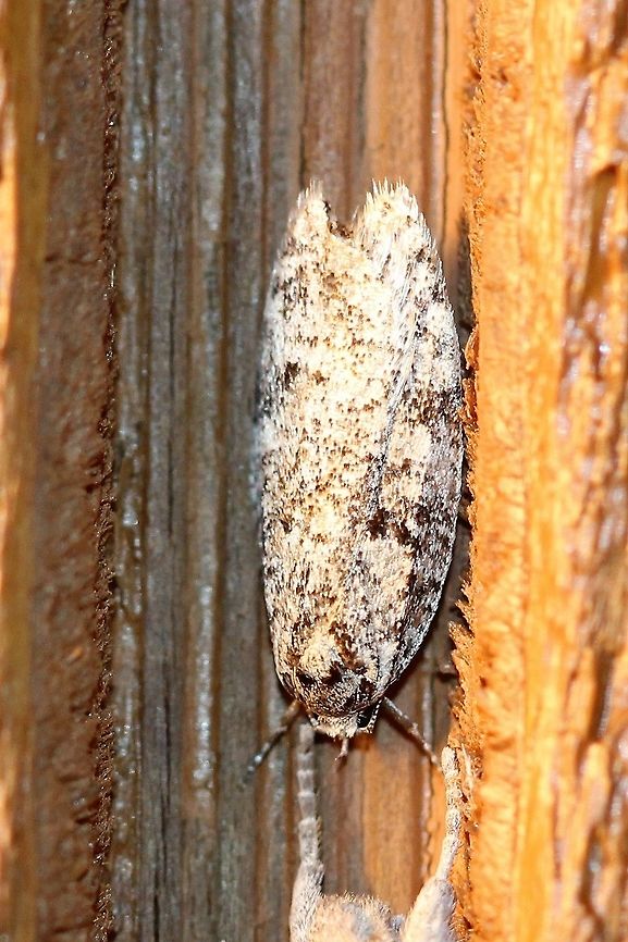 Another mystery moth The groove into which this moth fits is about 7 mm wide. Geotagged,Lepidoptera,Spring,United States,insect,moth,unidentified species