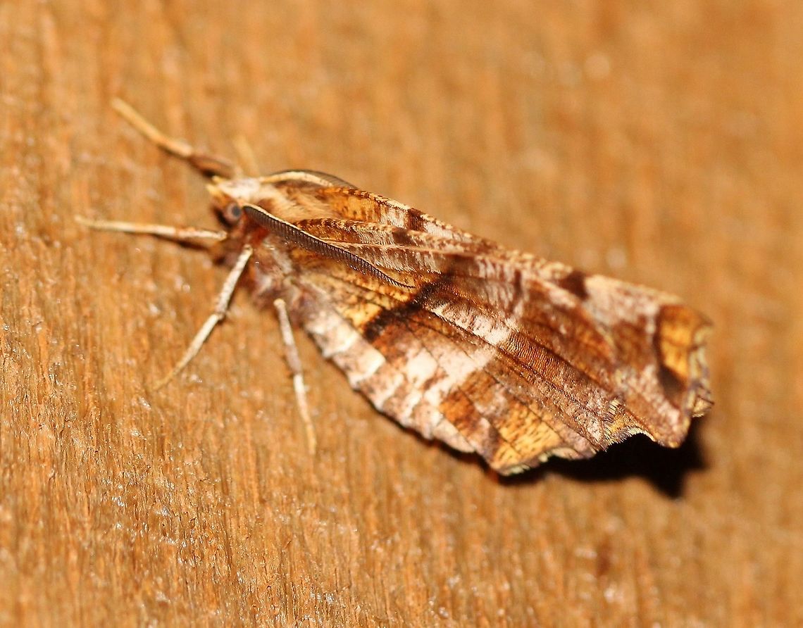 Selenia alciphearia Attracted to an incandescent porch light. Temperature about 45 degrees F, cloudy, light rain. Moth was a little out of reach for my tripod. Geotagged,Selenia alciphearia,Spring,United States,geometridae,insect,lepidoptera,moth