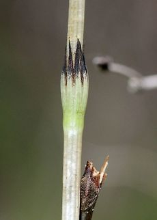 Equisetum arvense A portion of the fertile stem of Equisetum arvense showing the leaf sheath and the dark brown appressed sheath teeth (leaves). Sheath teeth are much larger on the fertile stems than they are on the sterile stems. The fertile stem has no stomata and does not photosynthesize nor does it have any whorls of branches* and will wither and die after spores are shed.

Habitat: along the edge of an alder thicket growing in peat moss.

* There is an uncommon form of Equisetum arvense reported, named Equisetum arvense forma irregrum, that does produce a few branches on its fertile stems but these branches are not further branched as in Equisetum sylvaticum. Equisetum arvense,Field horsetail,Geotagged,Spring,United States