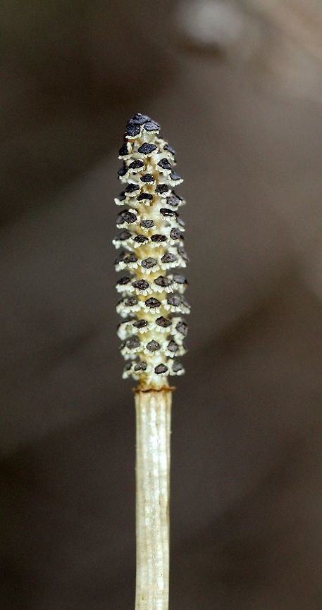 Equisetum arvense The spore cone of Equisetum arvense which is borne on a branchless non-photosynthesizing stem. After the spores are shed the fertile stem will wither and die.<br />
<br />
Habitat: along the edge of an alder thicket growing in peat moss. Equisetum arvense,Field horsetail,Geotagged,Spring,United States,plant,spore cone