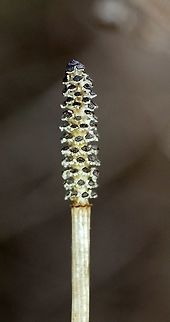 Equisetum arvense The spore cone of Equisetum arvense which is borne on a branchless non-photosynthesizing stem. After the spores are shed the fertile stem will wither and die.

Habitat: along the edge of an alder thicket growing in peat moss. Equisetum arvense,Field horsetail,Geotagged,Spring,United States,plant,spore cone