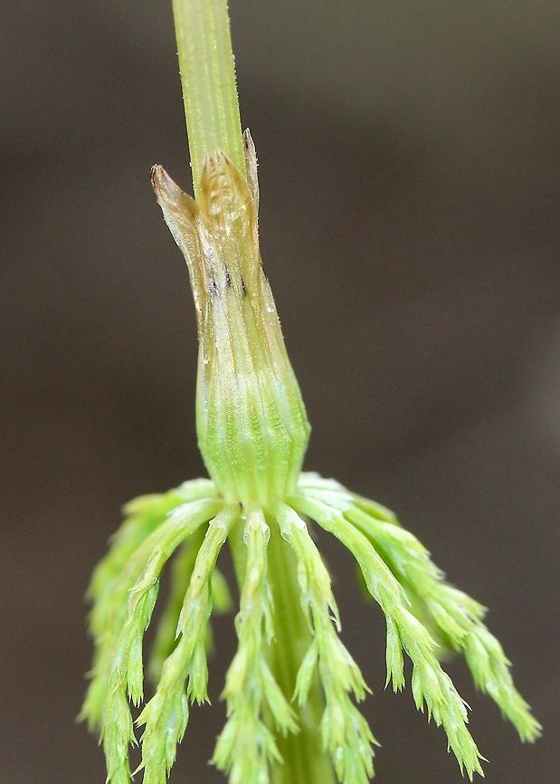 Equisetum sylvaticum A portion of the fertile stem of Equisetum sylvaticum showing the leaf sheath and sheath teeth (leaves) which are papery, brown, and flare out from the top. Also visible is an emerging whorl of branches. The fertile stem with its branches will persist after the spores are shed, unlike the fertile stem of Equisetum arvense which withers after the spores are shed.<br />
<br />
Habitat: along the edge of an alder thicket growing in peat moss. Equisetum arvense,Equisetum sylvaticum,Geotagged,Spring,United States,Wood horsetail,plant