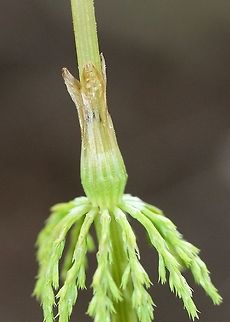 Equisetum sylvaticum A portion of the fertile stem of Equisetum sylvaticum showing the leaf sheath and sheath teeth (leaves) which are papery, brown, and flare out from the top. Also visible is an emerging whorl of branches. The fertile stem with its branches will persist after the spores are shed, unlike the fertile stem of Equisetum arvense which withers after the spores are shed.

Habitat: along the edge of an alder thicket growing in peat moss. Equisetum arvense,Equisetum sylvaticum,Geotagged,Spring,United States,Wood horsetail,plant