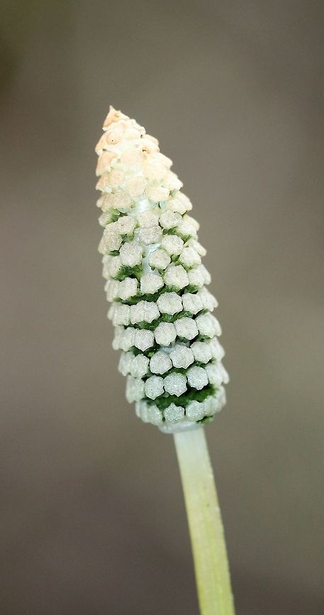 Equisetum sylvaticum The spore cone of Equisetum sylvaticum.<br />
<br />
Habitat: along the edge of an alder thicket growing in peat moss. Equisetum sylvaticum,Geotagged,Spring,United States,Wood horsetail,plant,spore cone