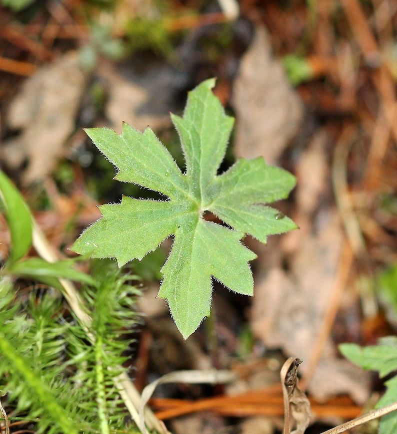Petasites frigidus var. palmatus Newly emerging leaf Petasites frigidus var. palmatus. Geotagged,Petasites frigidus,Petasites frigidus var. palmatus,Spring,United States,leaf