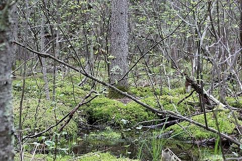 Alder thicket with conifers and sphagnum moss. The water source is largely from seepage from along the edges of the wetland. Alnus incana,Geotagged,Grey alder,Spring,United States,alder thicket,peat moss,sphagnum moss,water