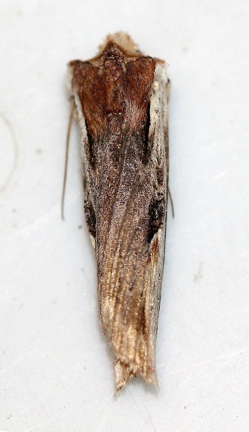 Xylena curvimacula (Dot-and-Dash Swordgrass Moth) I saw this moth on the side of my house but in a very inaccessible spot. So, I picked it up and placed it on a white pail. The moth almost immediately went into this pose pretending to be something else. Geotagged,Spring,United States,Xylena curvimacula,dot-and-dash swordgrass moth,insect,lepidoptera,moth