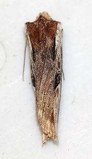 Xylena curvimacula (Dot-and-Dash Swordgrass Moth) I saw this moth on the side of my house but in a very inaccessible spot. So, I picked it up and placed it on a white pail. The moth almost immediately went into this pose pretending to be something else. Geotagged,Spring,United States,Xylena curvimacula,dot-and-dash swordgrass moth,insect,lepidoptera,moth