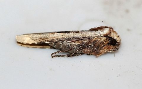 Xylena curvimacula Xylena curvimacula playing dead after I touched it. Geotagged,Spring,United States,Xylena curvimacula,dot-and-dash swordgrass moth,insect,lepidoptera,moth