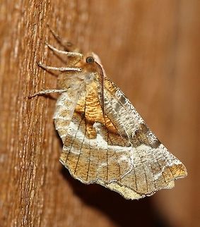 Selenia kentaria Very much like this:

https://bugguide.net/node/view/1350569

The pattern on the wings is very distinctive and along with the shape and coloration make it resemble a dead leaf.  Geotagged,Lepidoptera,Selenia kentaria,Spring,United States,insect,leaf,mimic,mimicry,moth