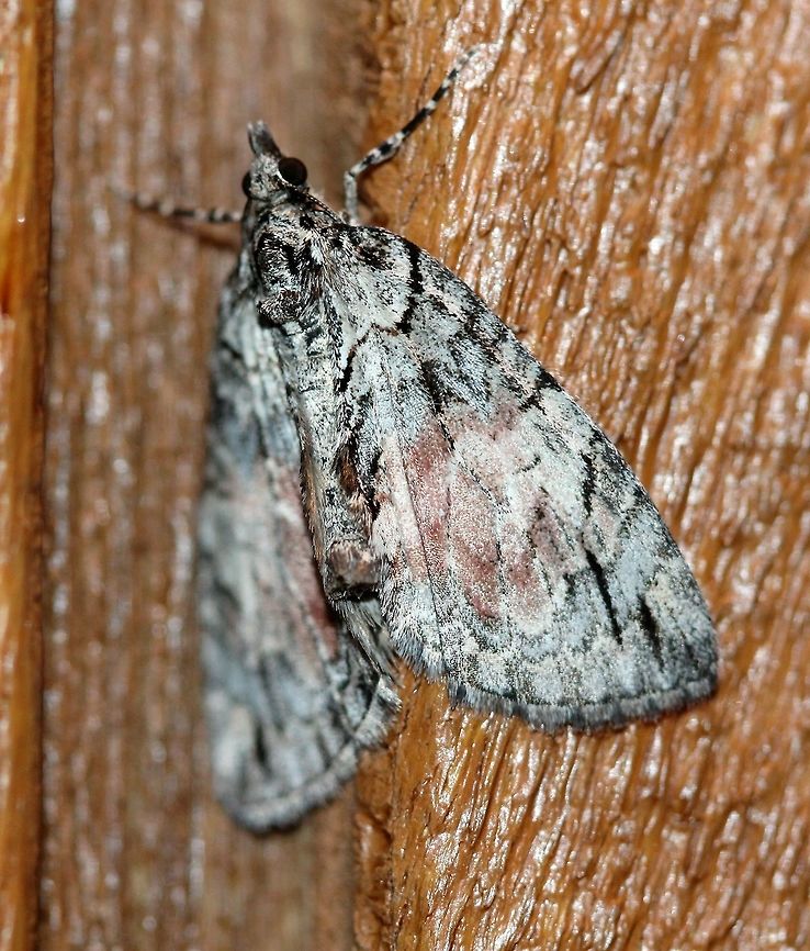 Hydriomena perfracta Attracted to an incandescent porch light. Temperature 50 degrees F, cloudy, light mist. Geotagged,Hydriomena perfracta,Spring,United States,insect,lepidoptera,moth