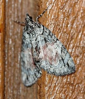 Hydriomena perfracta Attracted to an incandescent porch light. Temperature 50 degrees F, cloudy, light mist. Geotagged,Hydriomena perfracta,Spring,United States,insect,lepidoptera,moth