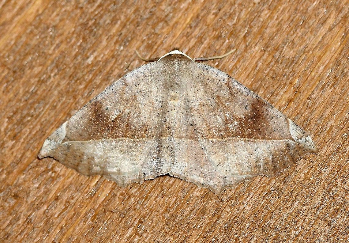 Eutrapela clemataria Attracted to an incandescent porch light. Temperature 50 degrees F, cloudy, light mist. Eutrapela,Eutrapela clemataria,Geotagged,Spring,United States,curve-toothed geometer moth,insect,lepidoptera,moth