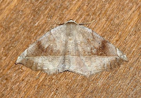 Eutrapela clemataria Attracted to an incandescent porch light. Temperature 50 degrees F, cloudy, light mist. Eutrapela,Eutrapela clemataria,Geotagged,Spring,United States,curve-toothed geometer moth,insect,lepidoptera,moth