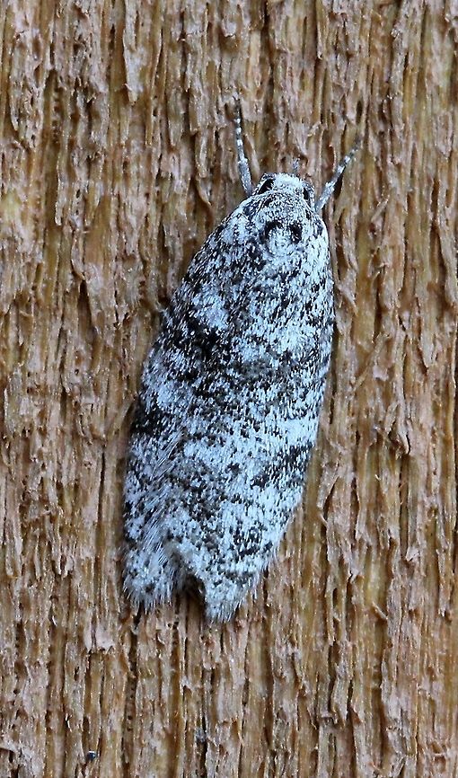 A mystery moth Same moth as <figure class="photo"><a href="https://www.jungledragon.com/image/79414/another_mystery_moth.html" title="Another mystery moth"><img src="https://s3.amazonaws.com/media.jungledragon.com/images/3383/79414_thumb.JPG?AWSAccessKeyId=05GMT0V3GWVNE7GGM1R2&Expires=1765411210&Signature=Jpvb7MyTCjCW8Op9QzkR%2B831zps%3D" width="102" height="152" alt="Another mystery moth The groove into which this moth fits is about 7 mm wide. Geotagged,Lepidoptera,Spring,United States,insect,moth,unidentified species" /></a></figure> but under natural light conditions. Geotagged,Spring,United States,insect,lepidoptera,moth,unidentified species