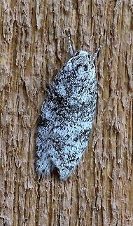A mystery moth Same moth as https://www.jungledragon.com/image/79414/another_mystery_moth.html but under natural light conditions. Geotagged,Spring,United States,insect,lepidoptera,moth,unidentified species