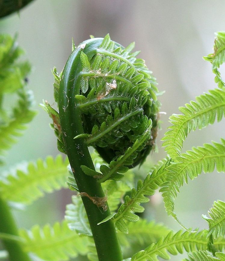 Matteuccia struthiopteris Matteuccia struthiopteris (Ostrich fern) growing in a garden, but hardly cultivated, on the north side of my house in very rich soil. Geotagged,Matteuccia struthiopteris,Ostrich fern,Spring,United States,fern,fern crosier