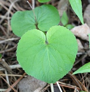 Viola canadensis Viola canadensis (Canada Violet) growing in rich moist soil under the shade of spruces and aspens. Flowers may come later. Canada violet,Canadian violet,Geotagged,Spring,United States,Viola canadensis,leaf,violet