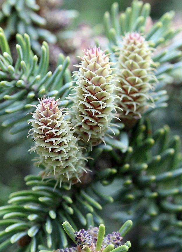 Abies balsamea Ovuliferous strobili or megasporangiate strobili of Abies balsamea (Balsam Fir). This tree recently fell over so I was able to get to see the top where most of the cones are produced. Abies balsamea,Balsam fir,Geotagged,Spring,United States,cones,conifer,gymnosperm,megasporangiate,ovuliferous strobili,tree